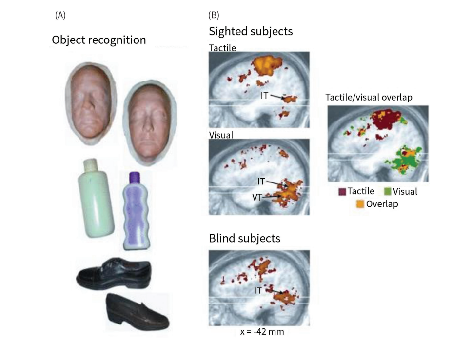 Stimuli (A) and results (B) in the study of Pietrini et al. (2004). Adapted from Pietrini et al. (2004). Copyright (2004) National Academy of Sciences, U.S.A.